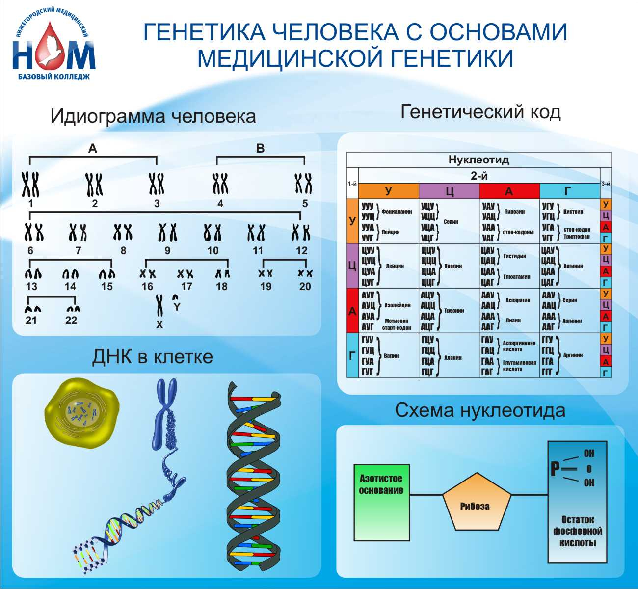 Генетика человека с основами медицинской генетикив Ливнах